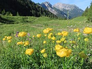 08 Trollius europaeus (Botton d'oro), distese nei prati delle Baite di Mezzeno 